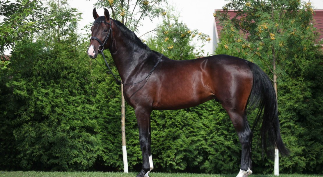 08b6be82dd31a8bb56c79781621bf656 Ганноверська кінь: опис і зміст породи, переваги та недоліки, особливості догляду, фото