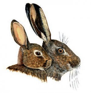 08cb59410a6481adb8b7e56a2303550e Чим заєць від кролика відрізняється: в чому різниця зовні