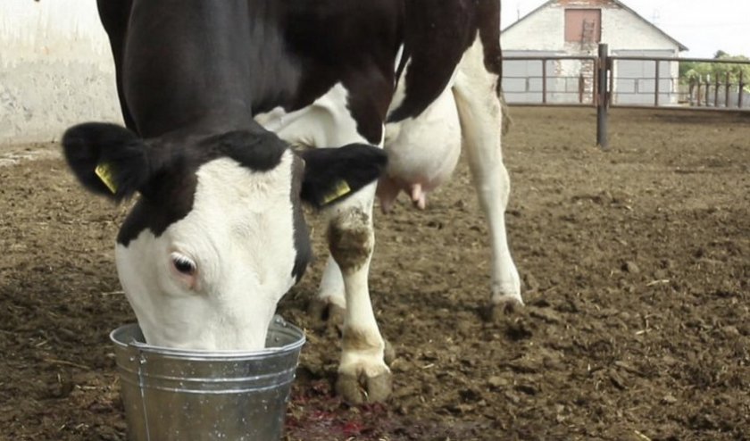 08ce5a163b59d51f1bca5b81d8713ede Що пє корова: скільки літрів води, що робити, якщо корова не пє, в чому причина