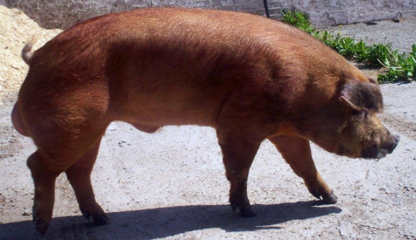0916b8e70e7f9be24bd54734252b4230 Порода свиней Дюрок: характеристика і опис, утримання та годування, фото, відео