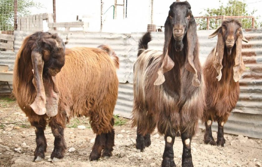 091b06874ab011b3c319929ca8b0c157 Дамаська коза породи шамі: характеристика, особливості розведення в домашніх умовах