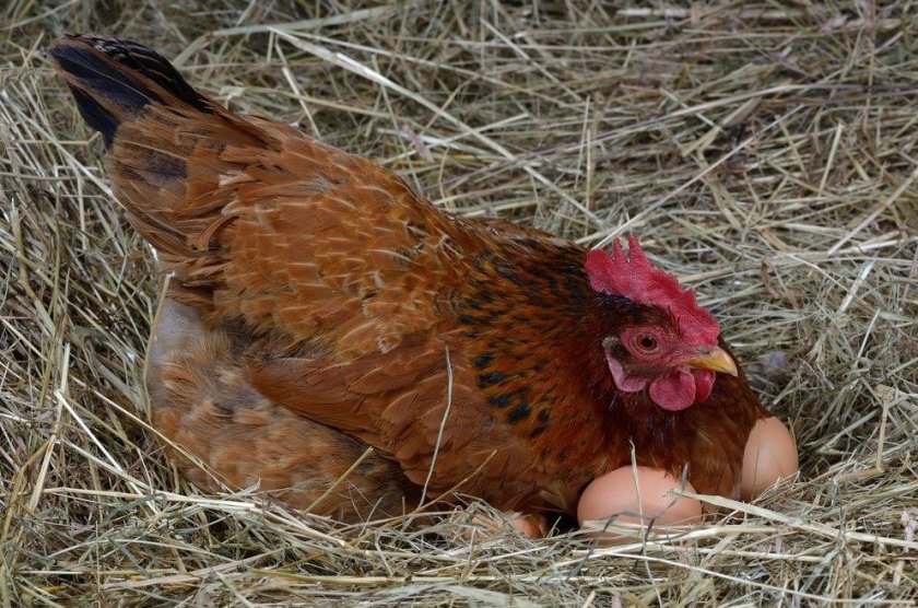 09bda0f7e811a707dfe41bf727222fe4 Тонка шкаралупа у курячого яйця: в чому причина, що робити, чим годувати
