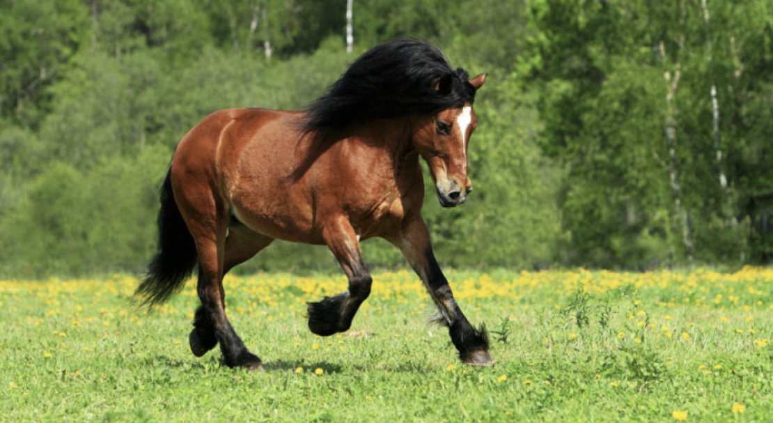 09f8b028bb7ee7e8f6c6458ad6bffcfa Російський ваговоз — порода коней: фото і опис, вага, догляд та годівля