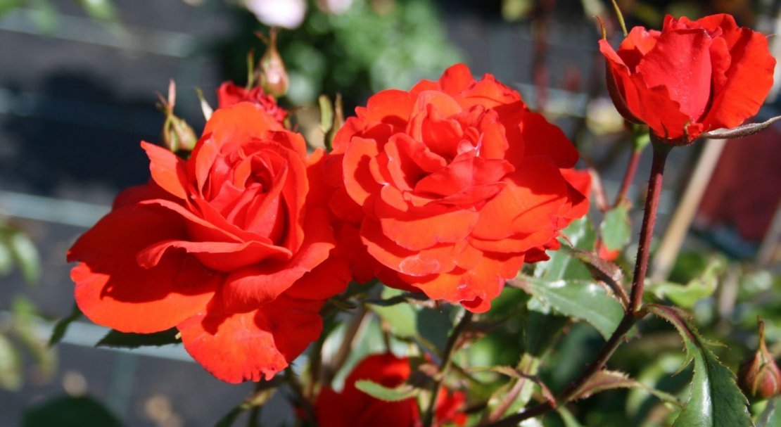 0a1789d2d23a985a86ee1b37e6863fdd Троянди Кордеса: найкращі сорти з описом і фото, особливості догляду