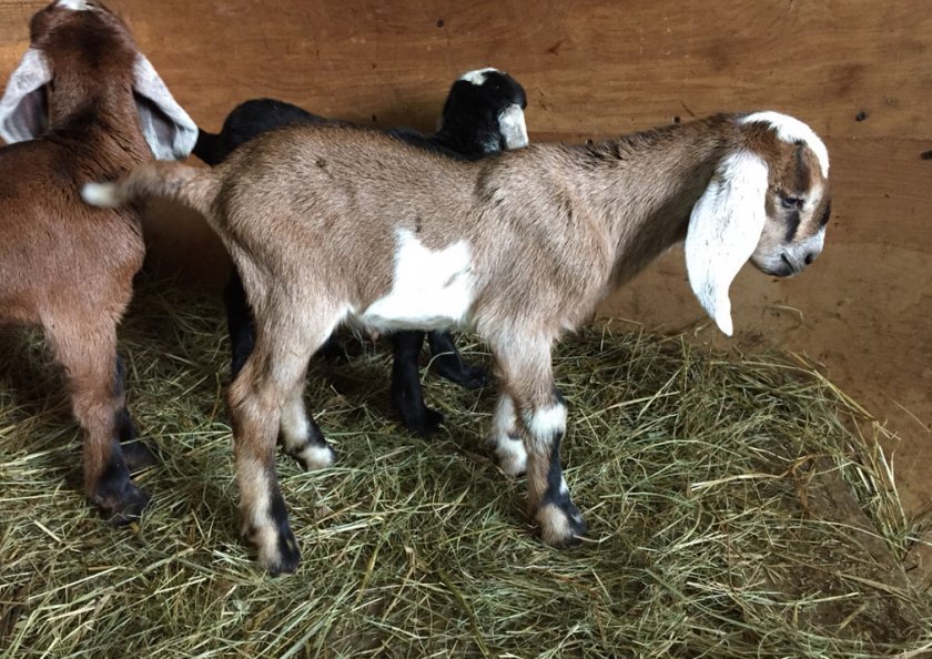 0a54e405c1a44d162581dad5f8e52ba8 Нубийские кози: опис породи з фото, особливості догляду, скільки дає молока