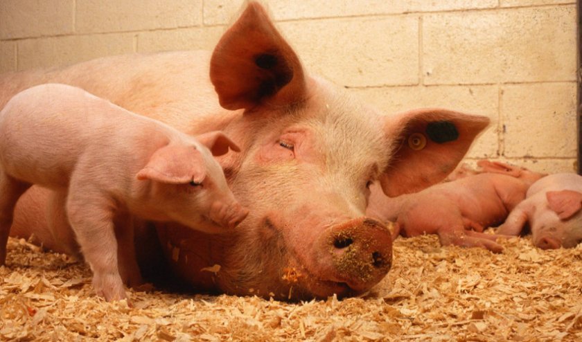 0a5c40c78ab3c780d599fa6ad68147fe Годування свиней в домашніх умовах: раціон і норми, чим можна годувати