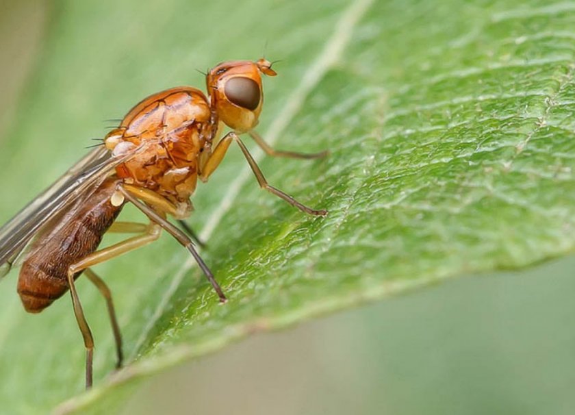 0a67cd58da5fd425957b64a3deaf8ccf Морквяна муха: опис та характеристика шкідника, причини появи, способи лікування і боротьби на городі
