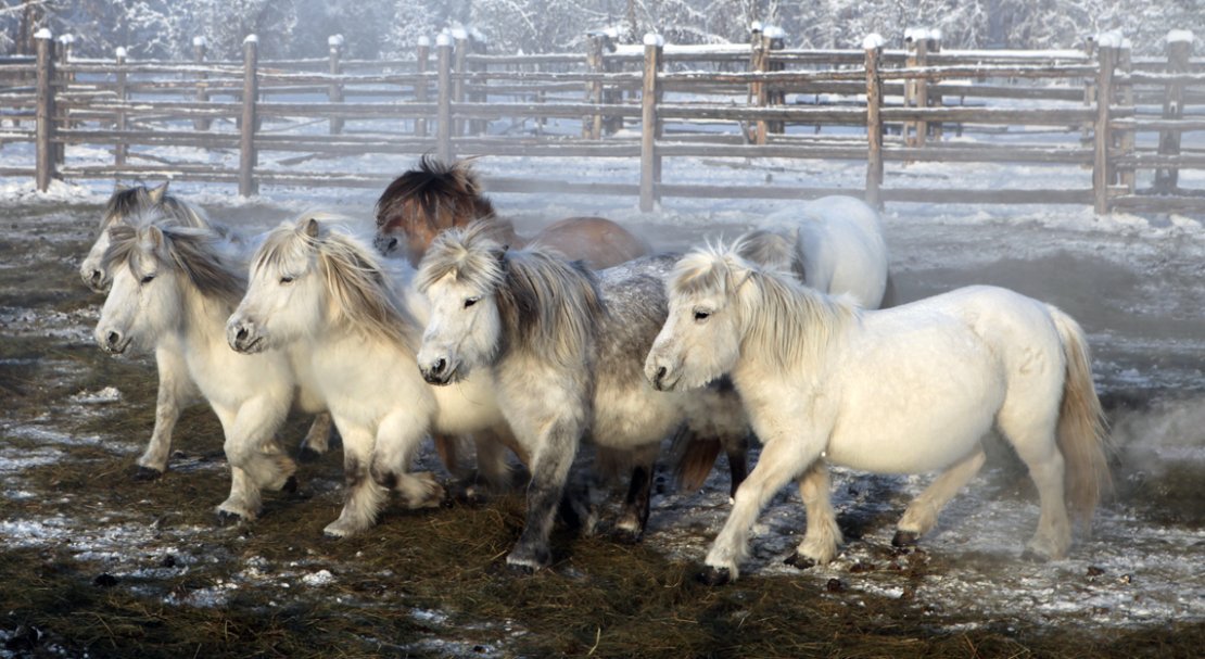 0b1c2bdf5240f5b42f80adb073e94779 Якутська кінь: опис та характеристика породи з фото, особливості догляду, утримання та харчування, відео