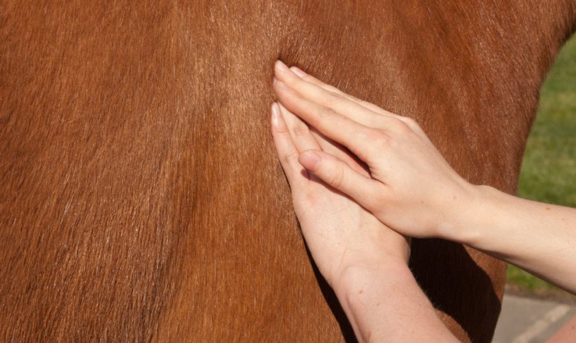0c3f0cb98373bf22c6a14c9f1573c858 Коліки у коней: причини і симптоми, що робити і як лікувати в домашніх умовах народними засобами