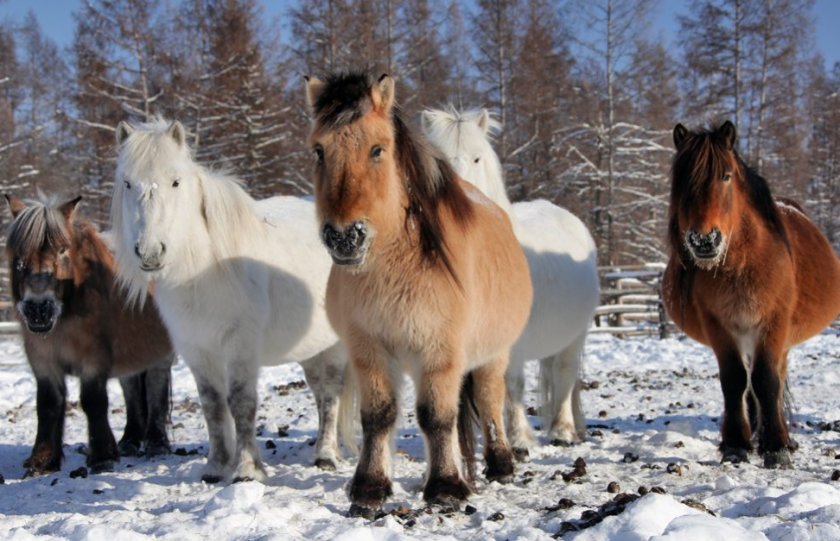 0c7237ffb762eabd8cdb97750ff2be1b Якутська кінь: опис та характеристика породи з фото, особливості догляду, утримання та харчування, відео
