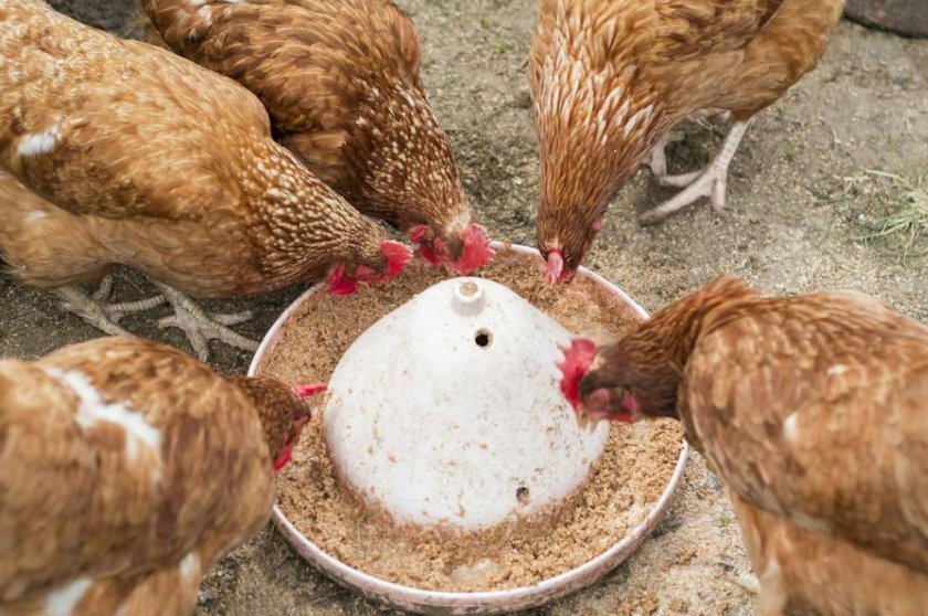 0c8097a6806910d62a8115af3df21807 Скільки яєць несе курка в день (в домашніх умовах, на птахофабриці): як часто, коли починають нестися, як підвищити несучість
