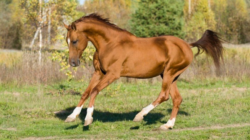 0d3b11607abf5be07e567322e7b63c21 Донська кінь: характеристика і опис породи, розведення і догляд, фото, відео