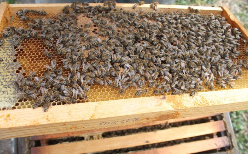 0d3bd878da8b7929149856a6b0afd85b Осінні роботи на пасіці перед зимівлею: підготовка, обробка та лікування бджіл від хвороб, відео