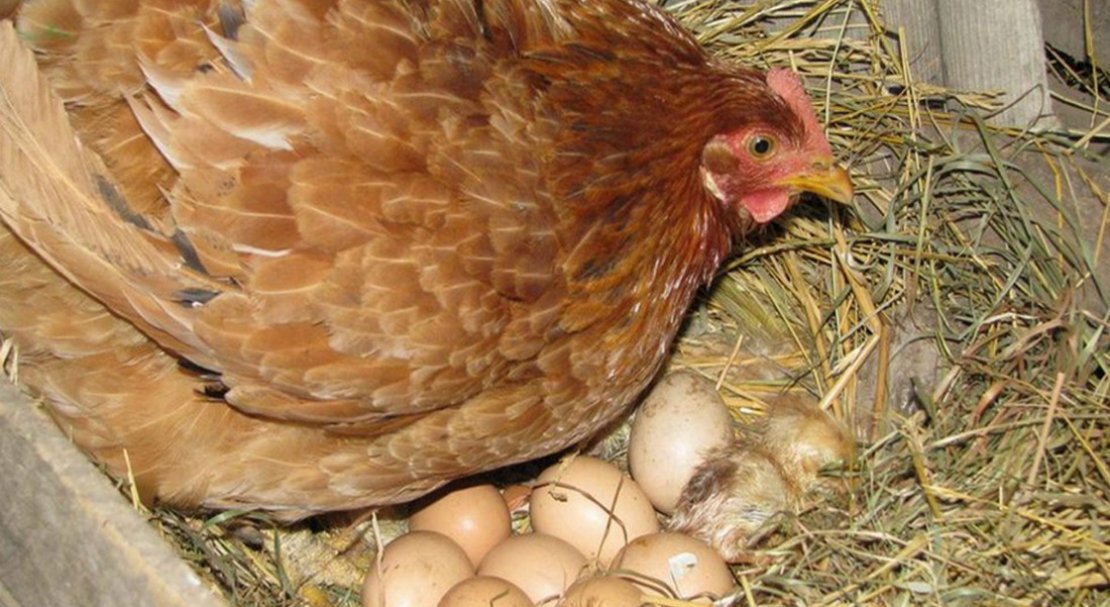 Куры несушки сколько несут яйца. Болезни курей несушек домашних симптомы и лечение.