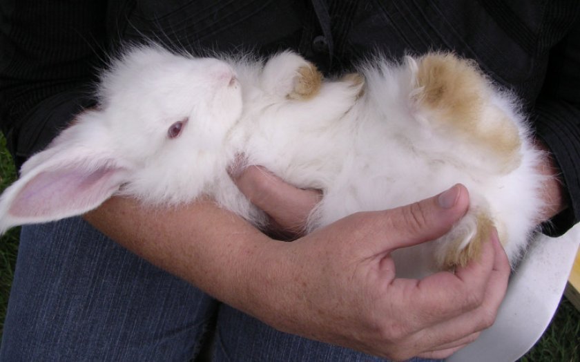 0d5fd459e7ac8ec87d2fb94f04655da6 Чому у кролика відмовили лапи (задні, передні): причини, симптоми, що робити і як лікувати