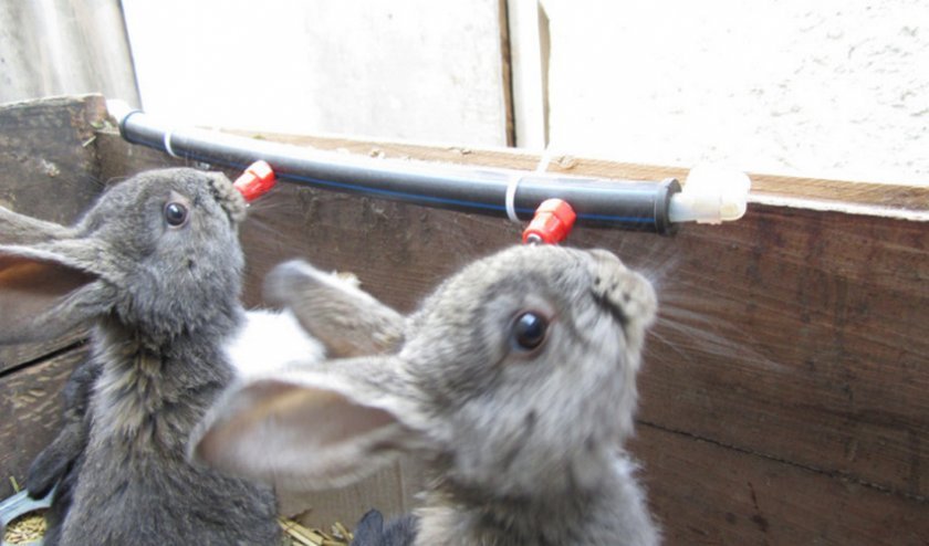 0d64bd5c6790208634ea3e203d694aea Поїлки для кроликів: як зробити своїми руками в домашніх умовах, як встановити і привчити кролика до поїлки, креслення, фото, відео