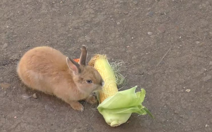 0db7958579584c05b8d21bf5a0c157c6 Чи можна годувати кроликів кукурудзою (листям, качанами): користь і шкода, їдять свіжу, як правильно годувати
