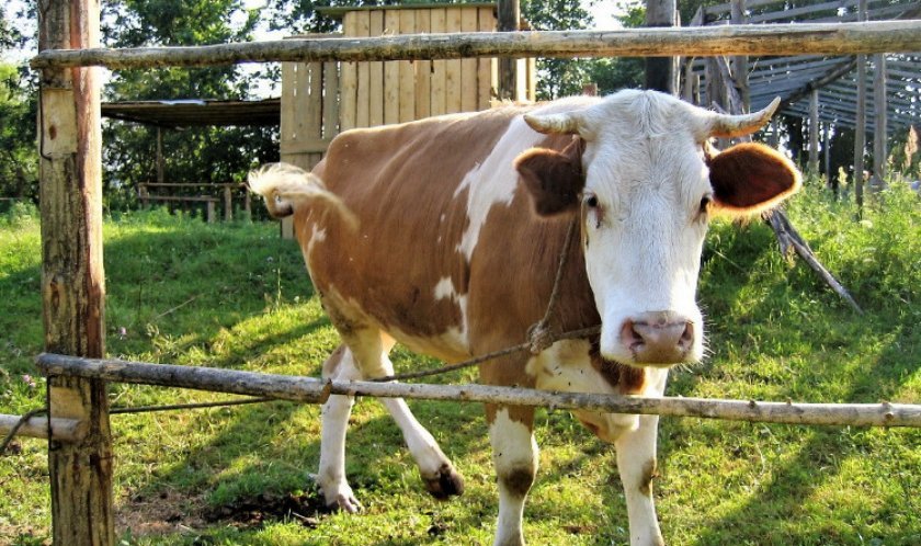 0e1b2e9e4aa4e3cd58f07e25623cd1ac Скільки живуть корови і бики: середня тривалість життя в домашніх умовах, на фермах