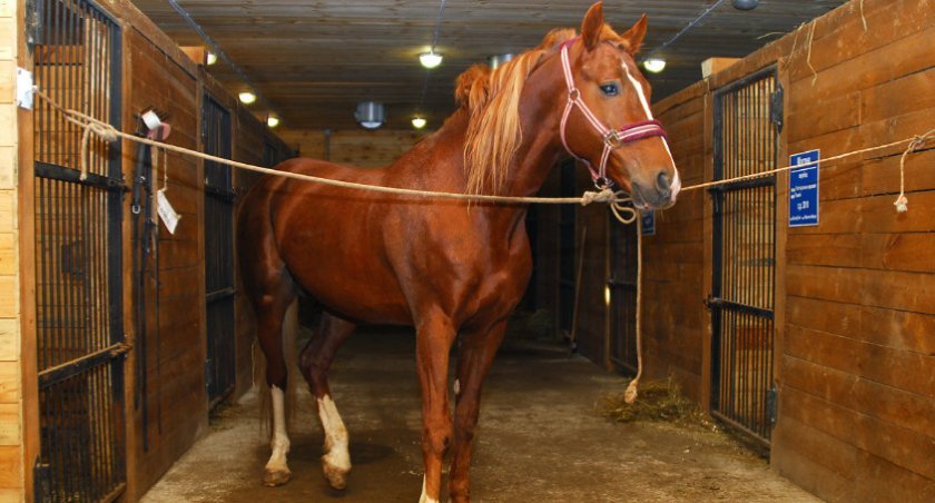 0e37d62a54cebb7223ac135294cd16b6 Орловська порода коней: характеристика та фото, історія, особливості розведення та догляду, відео