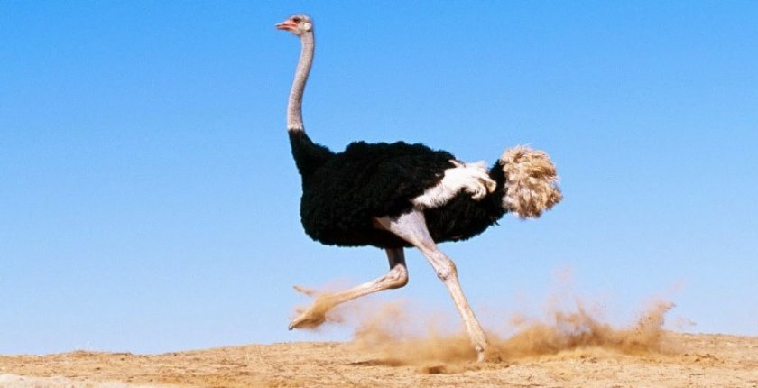 0e71e42c9aeaeeddec525544a090dfa5 Середня швидкість страуса при бігу і яка максимальна в разі небезпеки