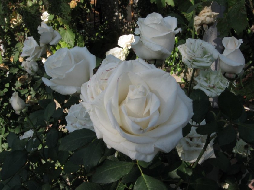 0e74b29aec99d941c232c5bcacc2fd6e Троянда «Аваланж»: фото і опис, вирощування і догляд
