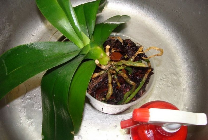 0e9771a9993717510ccb4e852f88dd6e Як поливати орхідею після пересадки в домашніх умовах: скільки разів і як часто, основні правила поливу