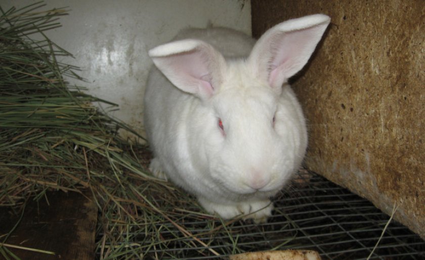 0ebddef8e6c691142dd22b9955c2eda5 Кролик білий паннон: характеристика і опис породи, фото, особливості змісту