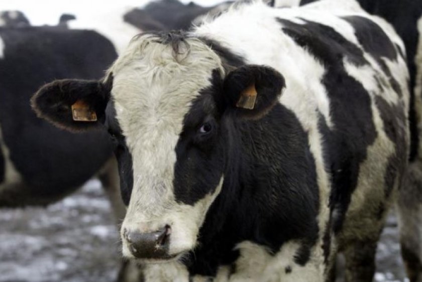 0f7c75b90815bd41e226be26a45c51e4 Лейкоз у корів (ВРХ): причини і симптоми, як передається, чим небезпечний для людини, можна пити молоко