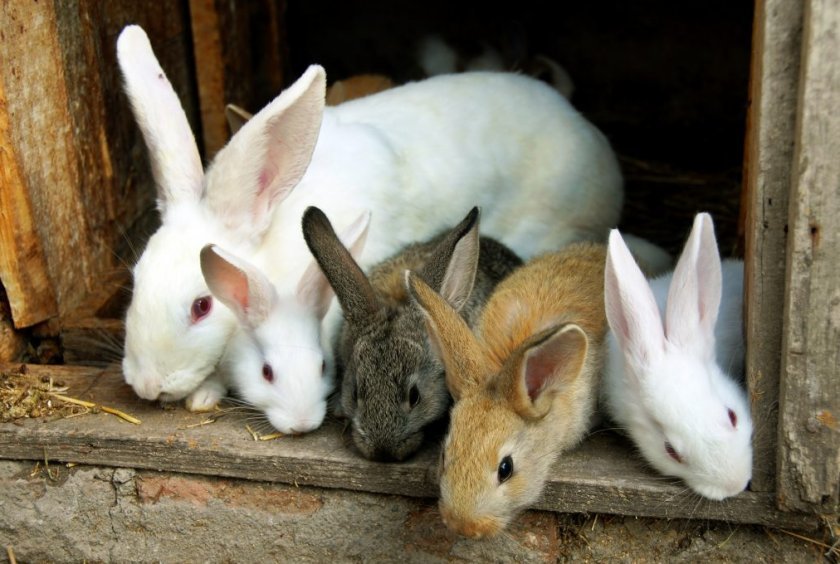 0f8e7f26ecf20cf647b417a0649d4c5d В якому віці можна спаровувати кроликів: особливості статевої зрілості, як правильно це робити