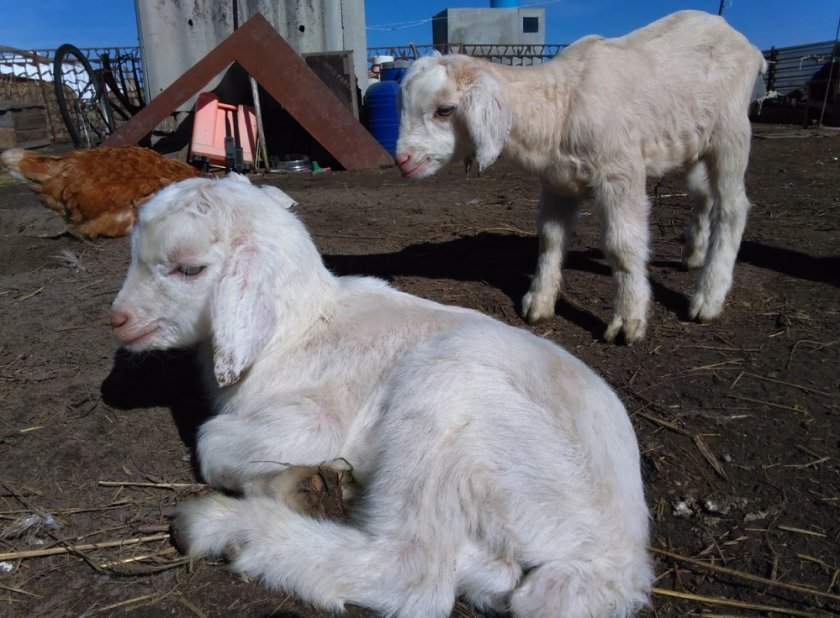 0f98f62a4726d013d9fd4e16f5739a74 Нубийские кози: опис породи з фото, особливості догляду, скільки дає молока