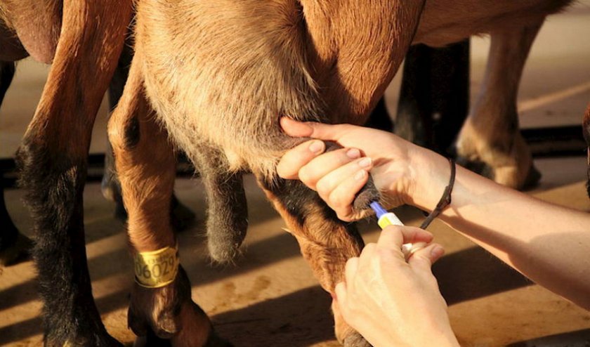 0fc7957416c2348ca30dc38b593e5823 Кров у молоці у кози: причини появи, лікування і профілактика можливих захворювань