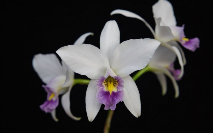 0feec1303079b54f1a62b34a08b2d924 Самі красиві орхідеї: ТОП 13 кращих видів та їх опис, фото