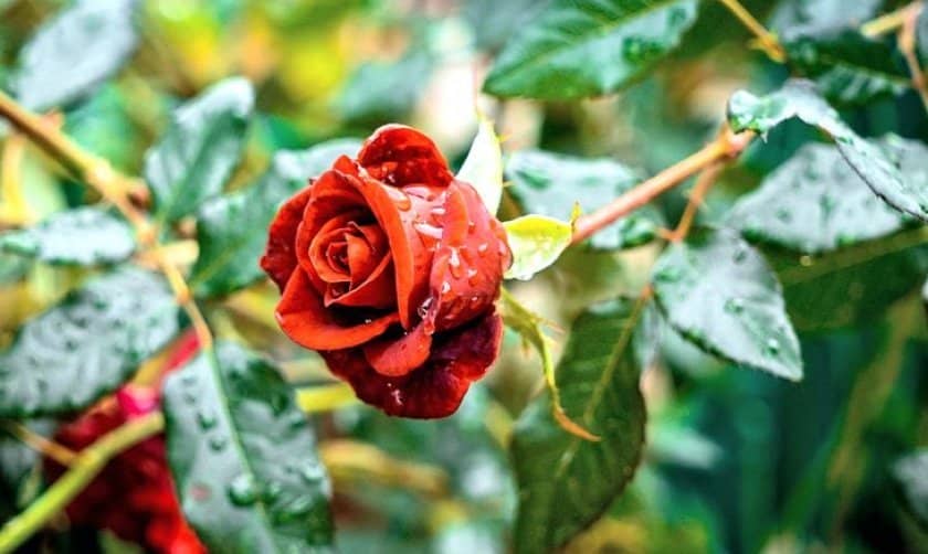 0ff078a4d4b6fe074e07eaedb1e9bff9 Догляд за трояндами восени: підготовка до зими, обрізування і пересаджування