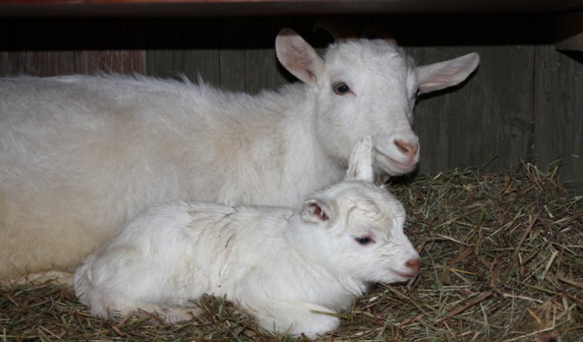 108406f94e0377a108b7fa3edc5a8972 Як запустити козу перед окотом: влітку і взимку, якщо був мастит, з дівочим молоком