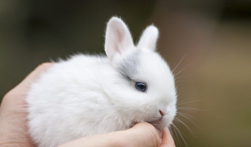 117d52da30f5da8d351e690333980d0b Алергія на кроликів: може бути, симптоми, як проявляється у дитини і дорослого, фото