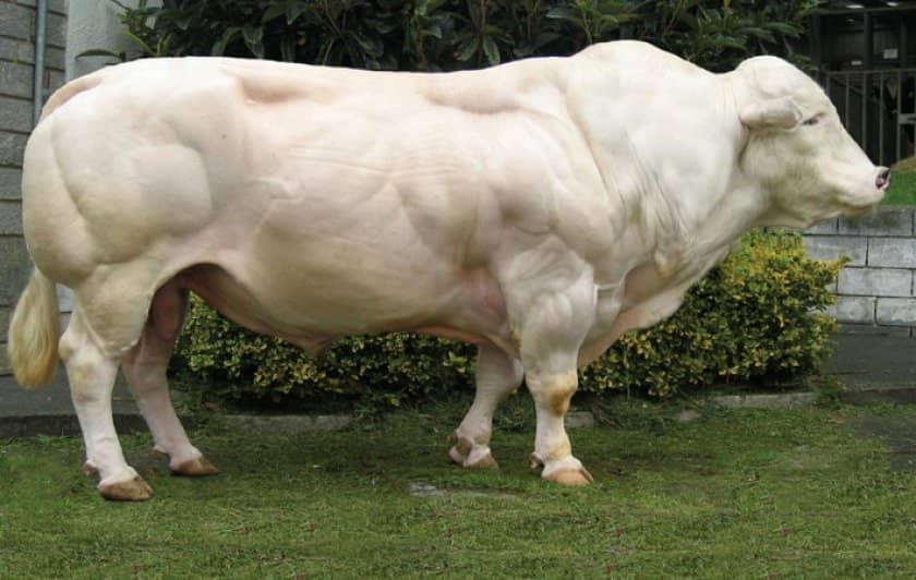 11a996e7013511a5218f01d8c0004494 Бельгійська блакитна корова: опис породи, фото, утримання та догляд