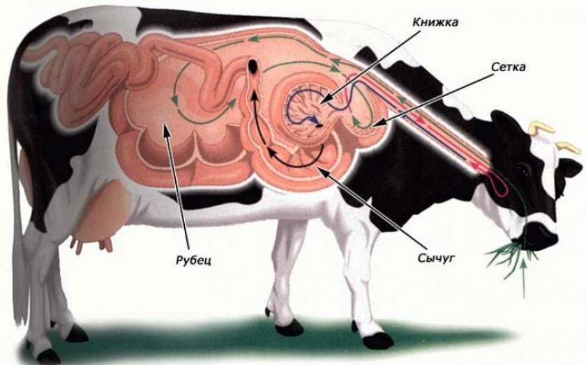 120bc3d11ad0e34606b00dfb5280f2d0 Скільки шлунків у корови: зі скількох відділів складається, особливості травлення і будови, фото