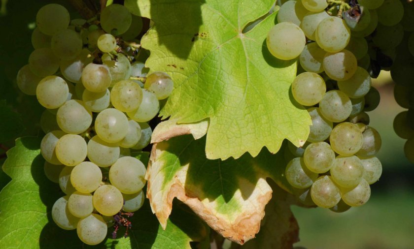 127f6804159bcc76519a284645f7fa1a Вибір кращого сорти винограду для коньяку: опис, вирощування, процес виготовлення
