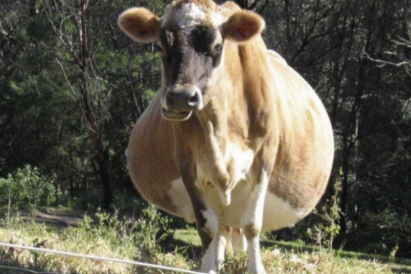 129e31cf951ade6e0ee7e24c2af624c0 Скільки днів ходить корова вага: тривалість вагітності