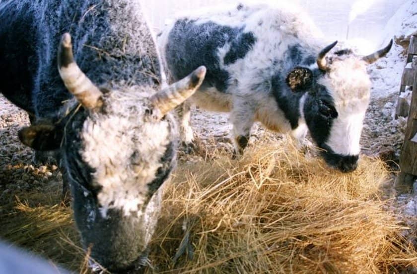 12bd97b82167e431a00feb4d90f689bf Якутська корова: опис породи, фото, плюси і мінуси, утримання та догляд