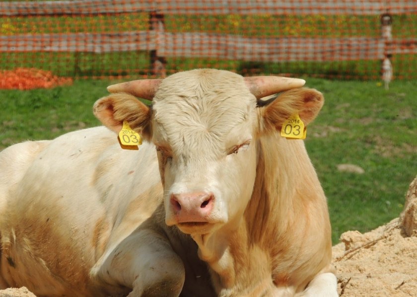 131b932fd911714ff51a0a97782a911c Розведення биків на мясо для початківців: в домашніх умовах, вирощування як бізнес, плюси і мінуси, відео