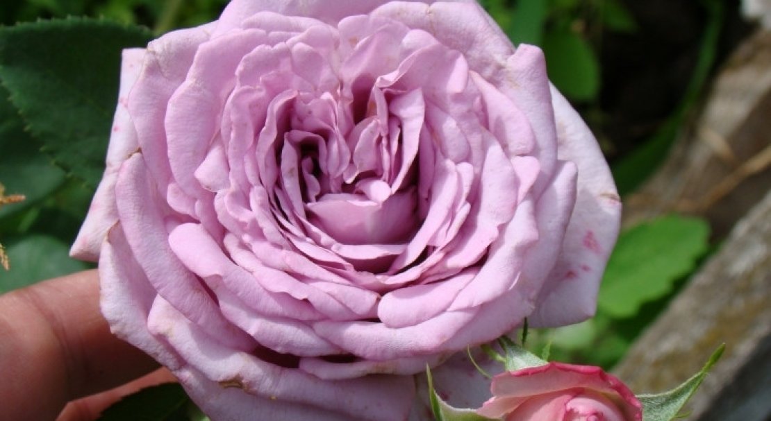 1342404e07b31c8f4d74fe0a89245197 Роза вюнка Индиголетта: фото і опис, посадка й догляд, цвітіння