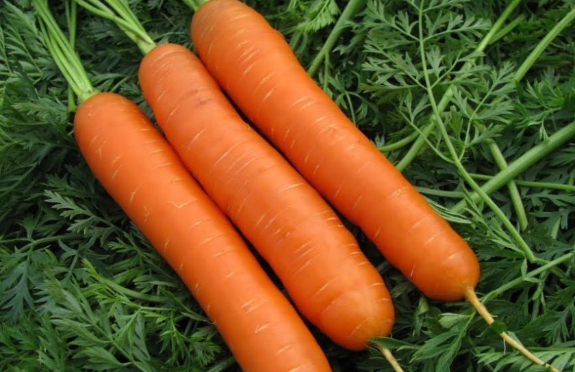 137b2966575dad77f2ae5d48faae357e Сорт моркви Нандрин: опис та характеристика, вирощування і догляд в домашніх умовах, фото