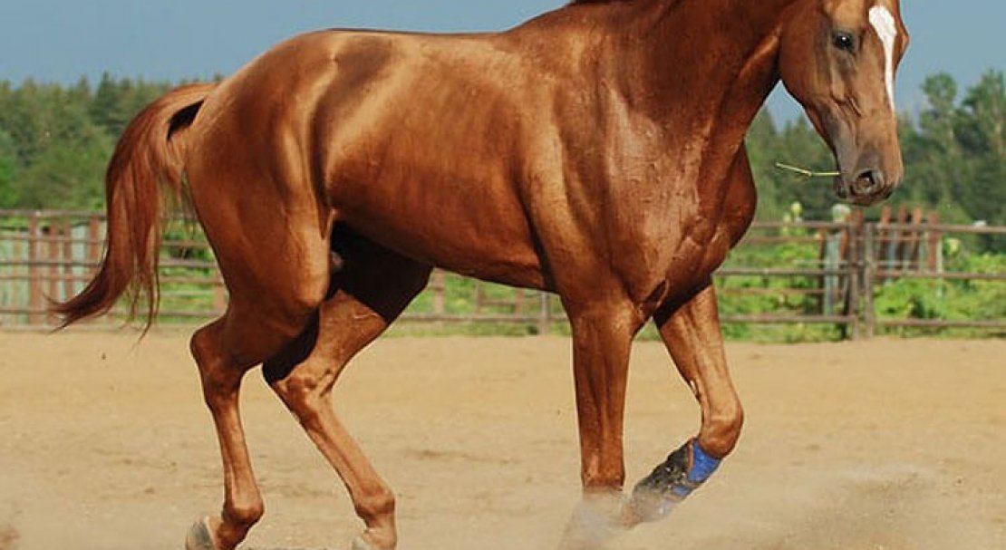 13c717a0e6261817777c1f445843b614 Буденновская порода коней: характеристика, зміст і догляд, фото