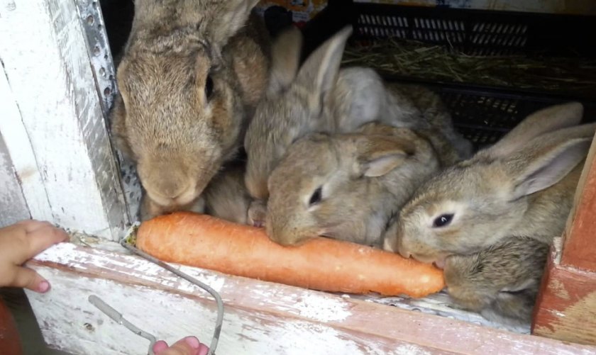 13e651607511a13dc0f2db6f03cf8c23 Що можна і що не можна годувати кроликів в домашніх умовах: якими рослинам і кормами, чому не можна годувати свіжою травою