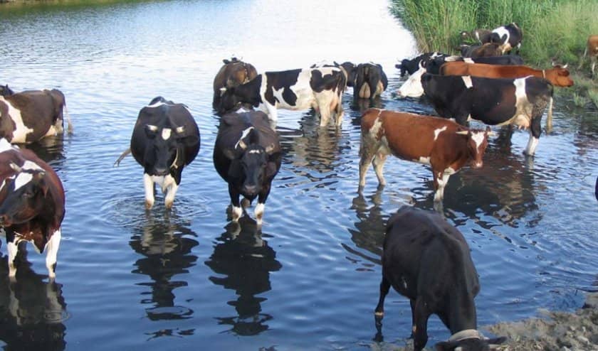 14228da1384f9ed24f3cb0763e9e1e17 Що пє корова: скільки літрів води, що робити, якщо корова не пє, в чому причина