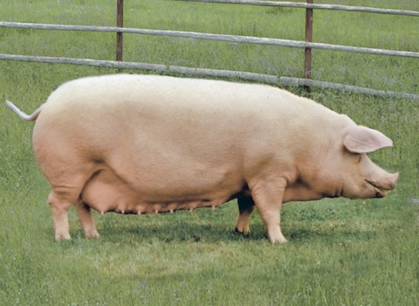 143c62218214a3402a0cbdc1f1d0a8a6 Скільки років в середньому живуть свині в домашніх умовах і в дикій природі, що впливає на тривалість їхнього життя
