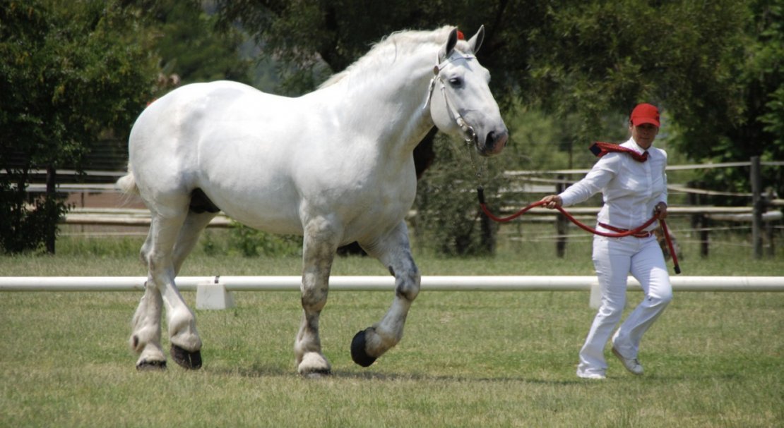 14a97a1a830fa23fccea309785405fce Першероны коні: опис та характеристика породи, розміри і вага, особливості змісту, фото, відео