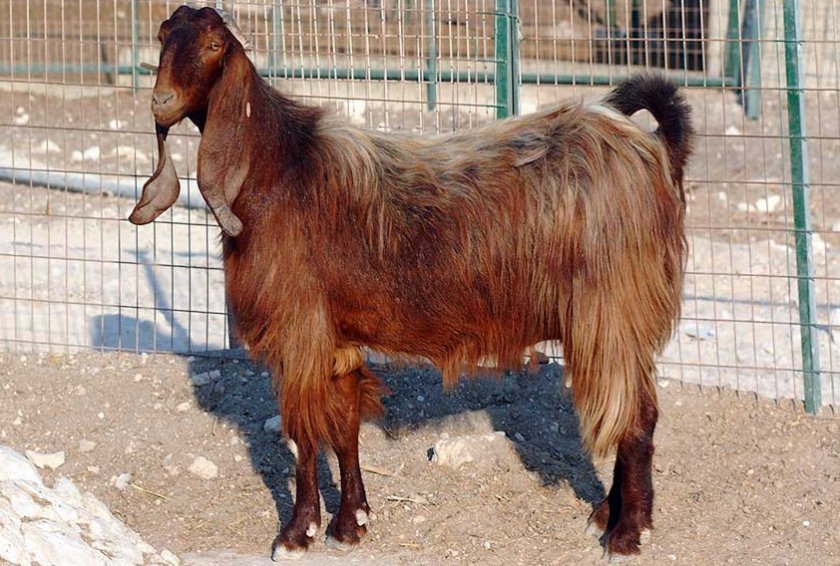 14afce5c5ae7404ef4cb2f1932ff8dfa Дамаська коза породи шамі: характеристика, особливості розведення в домашніх умовах