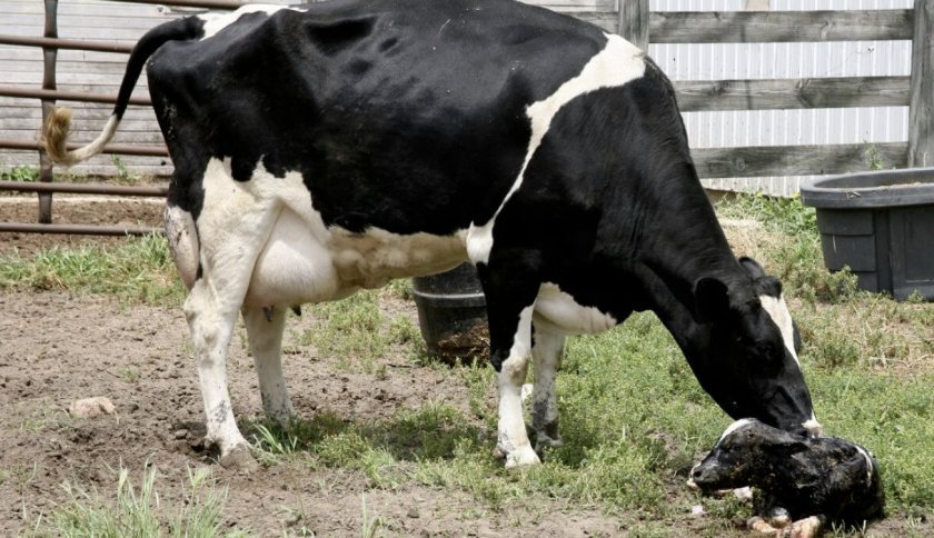 1587e0683091cdf6df963b1ecd923a53 Чому у корови немає жуйки: що робити, як лікувати в домашніх умовах